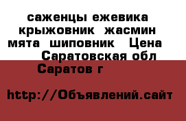 саженцы:ежевика, крыжовник, жасмин, мята, шиповник › Цена ­ 120 - Саратовская обл., Саратов г.  »    